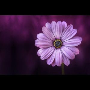 Meet your Posher, Xenia